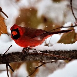 Meet your Posher, Barb